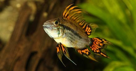 Apistogramma-cacatuoides-Final