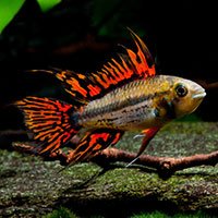 Apistogramma cacatuoides