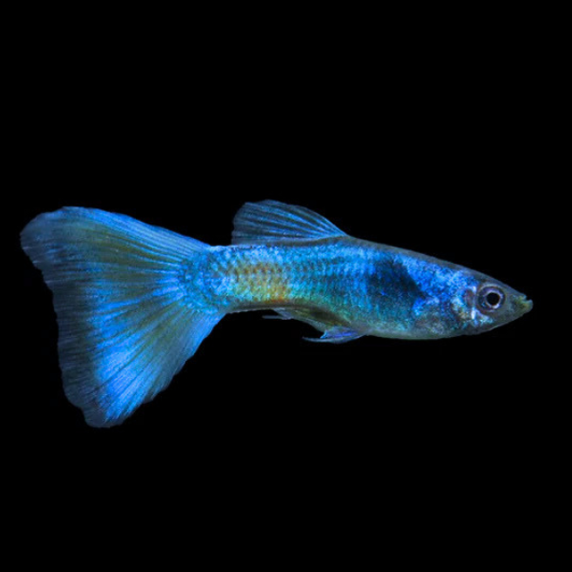 Blue Moscow Guppy (Poecilia reticulata var. Blue Moscow) Male Specimen