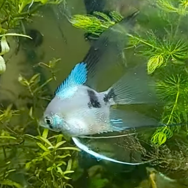 Blue Paraiba Veil Angelfish (Pterophyllum scalare var. Blue Paraiba Veil)