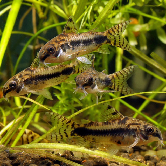 Small school of Salt and Pepper Corydoras Catfish (Corydoras habrosus)