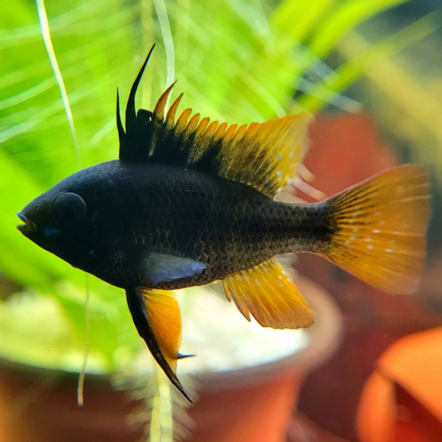 Double Black Ram (Mikrogeophagus ramirezi var. Double Black) in aquarium