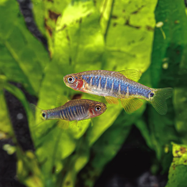 Emerald Dwarf Rasbora (Celestichthys erythromicron)