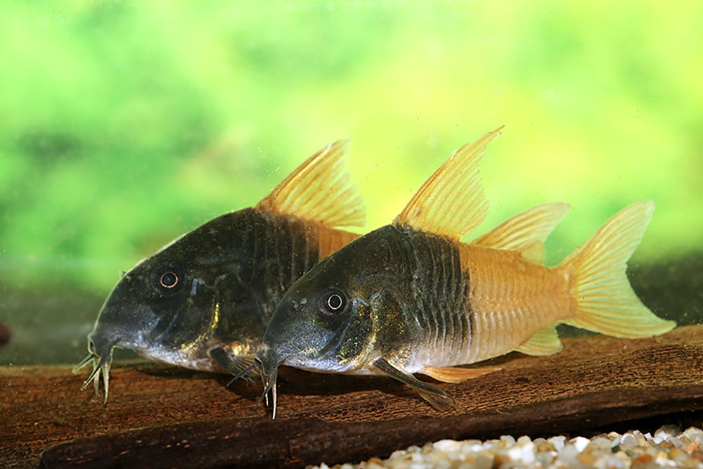 Corydoras concolor CW217