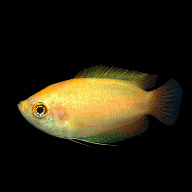 Honey Gourami (Trichogaster chuna)