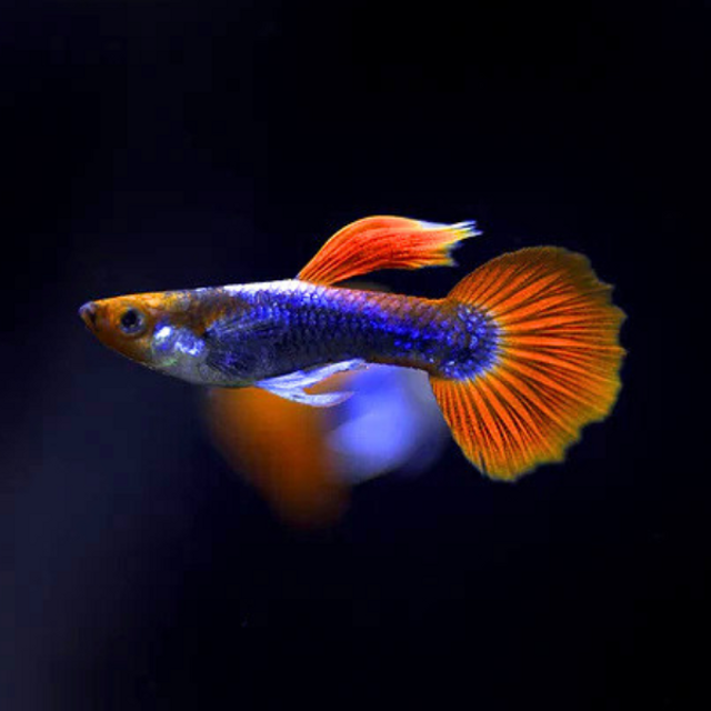 Koi Tuxedo Guppy (Poecilia reticulata var. Koi Tuxedo) Male Specimen