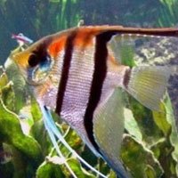 Manacapuru Redback Angelfish