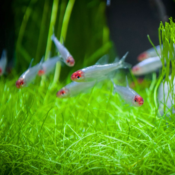 Brilliant Platinum Rummynose Tetras in a school