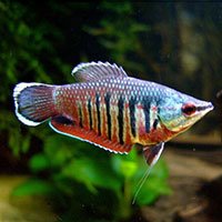 Samurai gourami