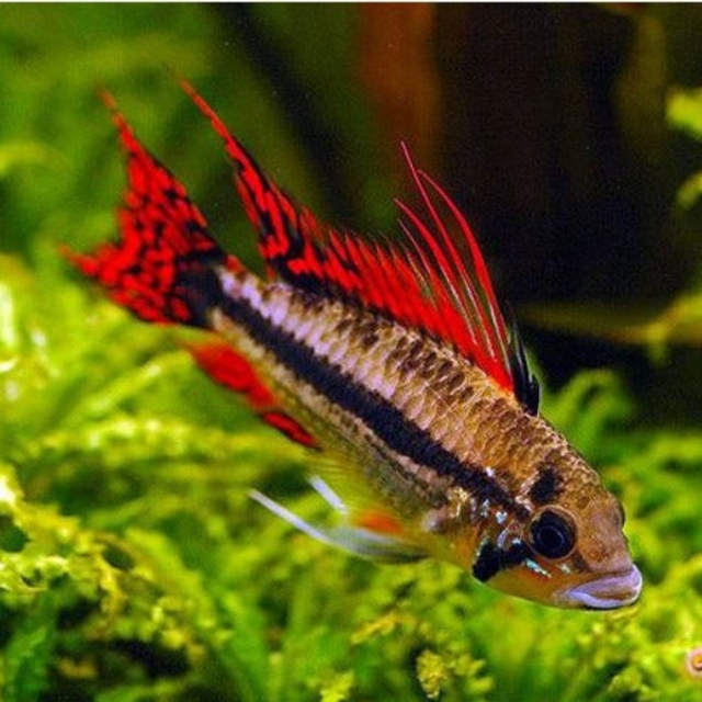 Male Triple-Red Cockatoo Dwarf Cichlid (Apistogramma cacatuoides var. Triple-Red)