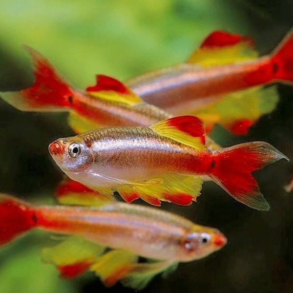 A School of White Cloud Mountain Minnow in a Planted Aquarium
