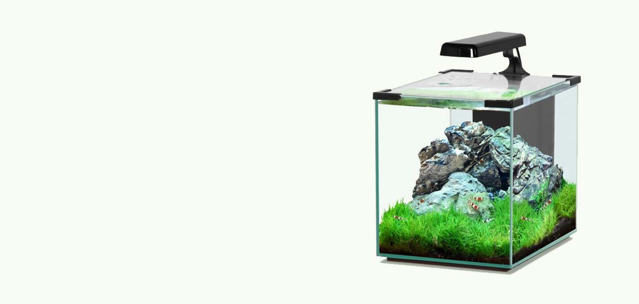 after-sales-support-aquarium-fish-purchases