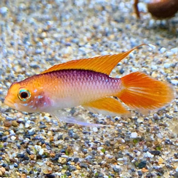 1 Pair Apistogramma Agassizii 'Red' – Live Tropical Freshwater Aquarium Fish – Fast Shipping