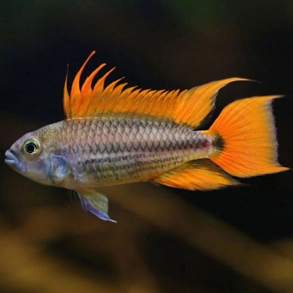 apistogramma cacatuoides mega orange