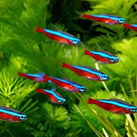 cardinal tetras