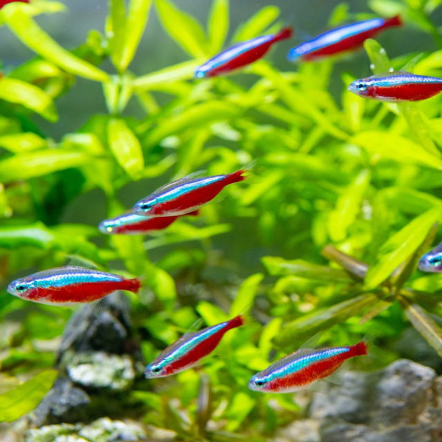School of Cardinal Tetra (Paracheirodon axelrodi)