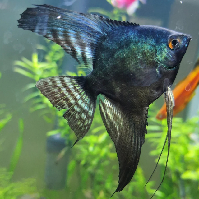 Deep Green Avatar Angelfish (Pterophyllum scalare var. Deep Green Avatar) in planted aquarium