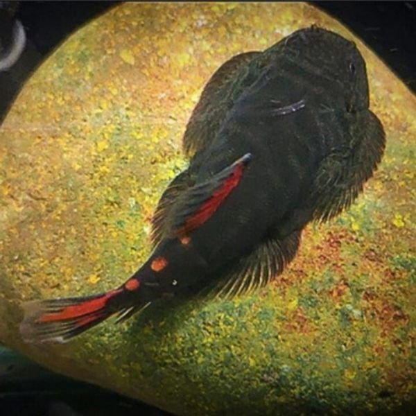 double bloody mary hillstream loach