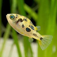 pea puffer