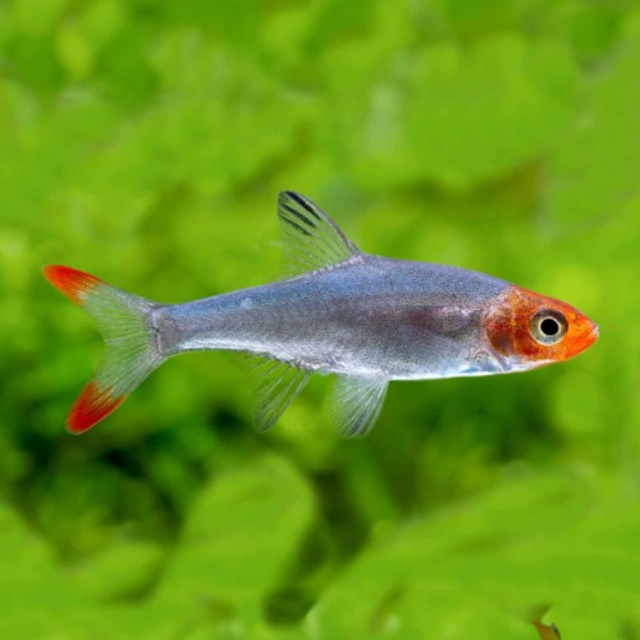 Male Lake Inle Rummynose Rasbora (Sawbwa resplendens) in Planted Tank