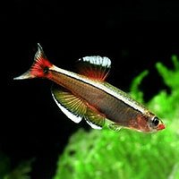 white cloud mountain minnow