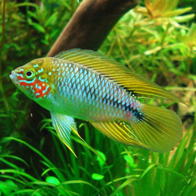 Opal Umbrella Dwarf Cichlid (Apistogramma borellii var. Opal) in planted tank