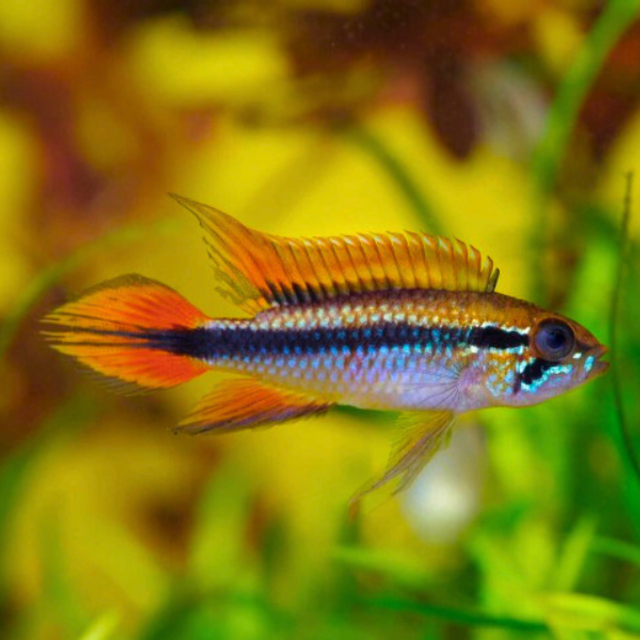 Agassiz's Triple Red Dwarf Cichlid (Apistogramma agassizii var. Triple Red)