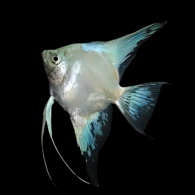 Blue Paraiba Angelfish (Pterophyllum scalare var. Blue Paraiba)