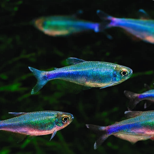 Cochu's Blue Tetra / Blue King Tetra (Boehlkea fredcochui)