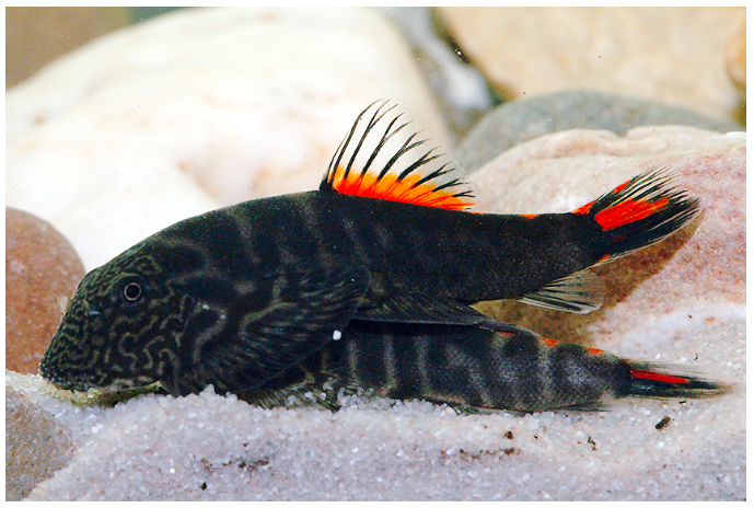 DOUBLE BLOODY MARY HILLSTREAM LOACH Gastromyzon sp. ‘Double Bloody Mary’
