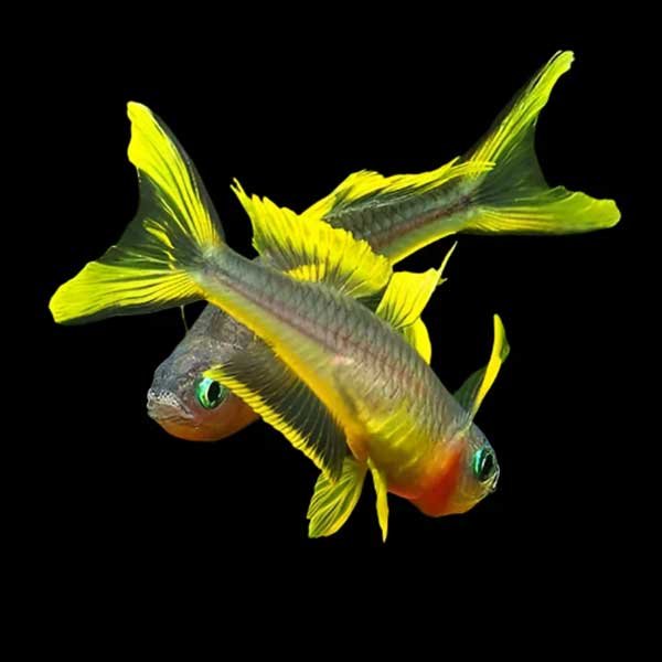 Forktail Blue-Eye Rainbowfish (Pseudomugil furcatus)