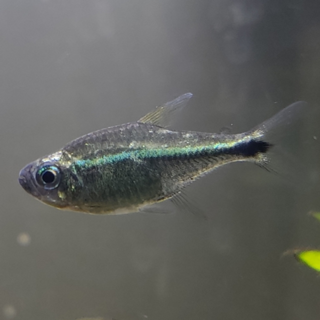 Purple Rio Metae Tetra (Hyphessobrycon metae)