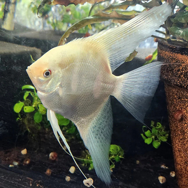 Lilac Seal Point Angelfish (Pterophyllum scalare var. Lilac Seal Point)