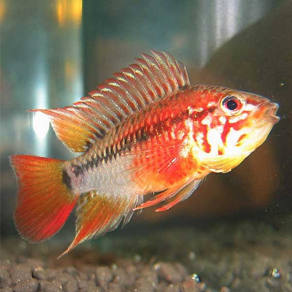 Macmaster’s Super Red-Shouldered Dwarf Cichlid (Apistogramma macmasteri var. Super Red-Shoulder)