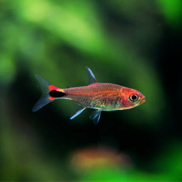 Ruby Tetra (Axelrodia riesei)