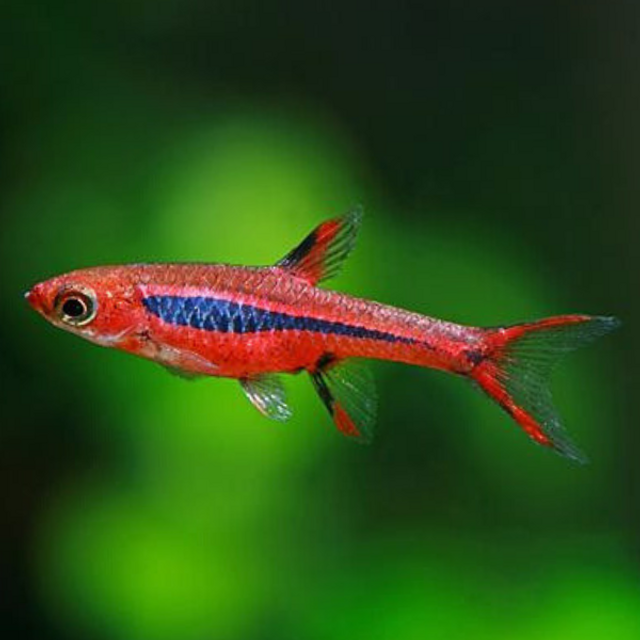 Chili Rasbora aka Mosquito Rasbora (Boraras brigittae)