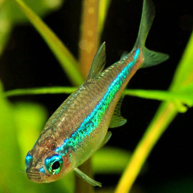 Green Neon Tetra (Paracheirodon simulans) in planted aquarium
