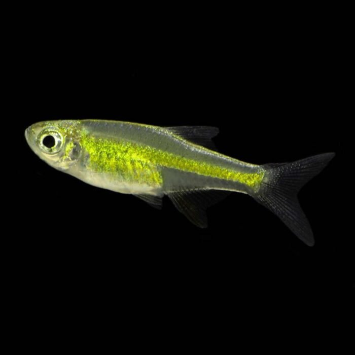 Neon Green Dwarf Kubotai Rasbora (Microdevario kubotai)