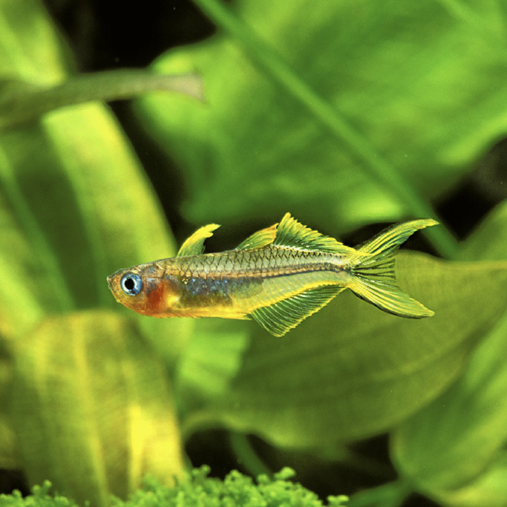 Pseudomugil furcatus: Papua's Tiny Tourmaline Forktail Blue Eye ...