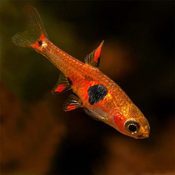 Strawberry Rasbora (Boraras naevus)