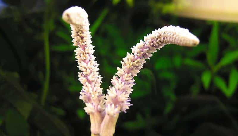 Aponogeton madagascariensis 02